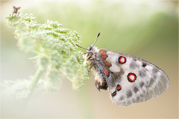 Roter Apollo (Parnassius apollo valesiacus), Schweiz, Kanton Wallis