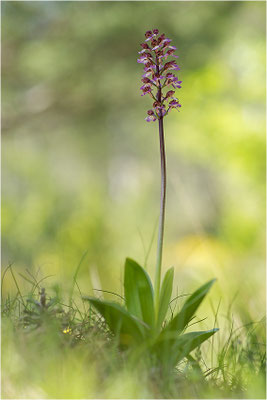 Purpur-Knabenkraut (Orchis purpurea), Frankreich, Drôme