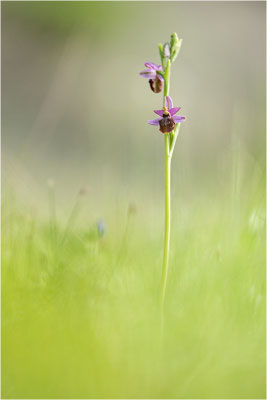 Ophrys aveyronensis