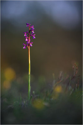Kleine Hundswurz (Anacamptis morio picta), Dep. Var, Frankreich