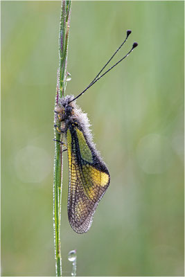 Libellen-Schmetterlingshaft (Libelloides coccajus), Frankreich, Aveyron