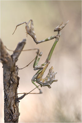 Hauben-Fangschrecke (Empusa pennata), Larve, Frankreich, Ardèche
