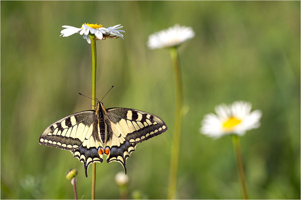 Schwalbenschwanz (Papilio machaon), Deutschland, Baden-Württemberg