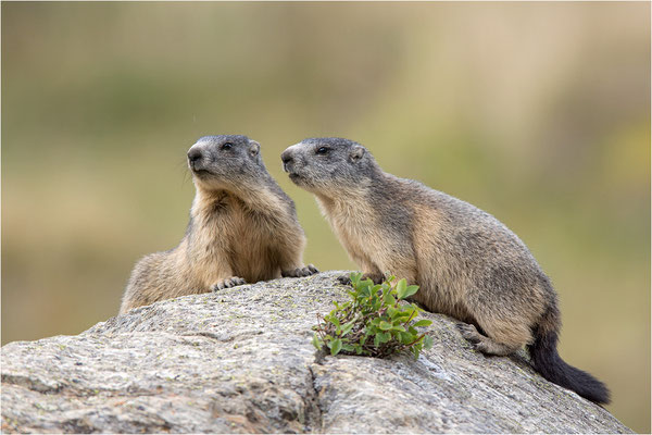 Alpenmurmeltier (Marmota marmota), Frankreich, Dep. Savoie