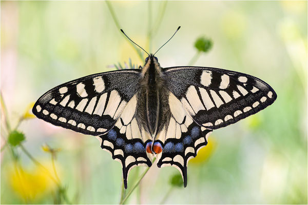 Schwalbenschwanz (Papilio machaon), Schweiz, Kt. Bern