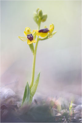 Ophrys lutea