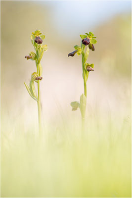 Ophrys zonata