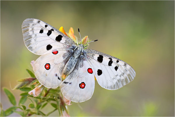 Roter Apollo (Parnassius apollo venaissimus), Frankreich, Dep. Vaucluse