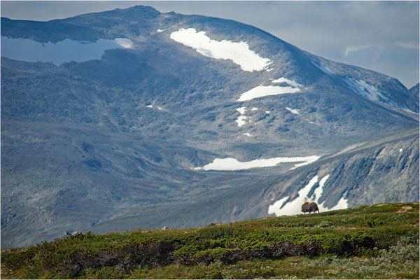Dovrefjell
