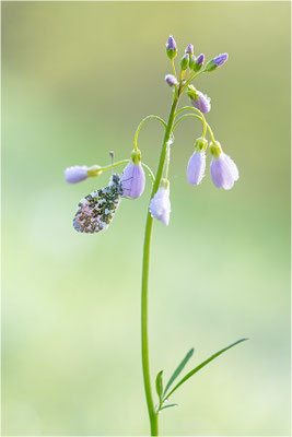 Aurorafalter (Anthocharis cardamines), Männchen, Deutschland, Baden-Württemberg
