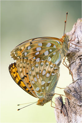 Großer Perlmutterfalter (Argynnis aglaja), Paarung, Schweiz, Kanton Fribourg