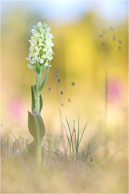 Strohgelbe Fingerwurz (Dactylorhiza ochroleuca), Schweden, Gotland