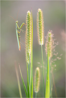 Europäische Gottesanbeterin (Mantis religiosa), Männchen, Deutschland, Baden-Württemberg