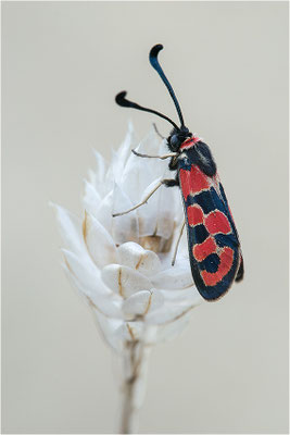 Bergkronwicken-Widderchen (Zygaena fausta), Frankreich, Drôme