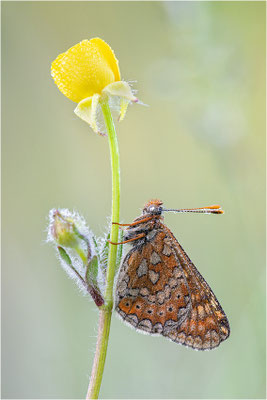 Goldener Scheckenfalter (Euphydryas aurinia), Frankreich, Aveyron