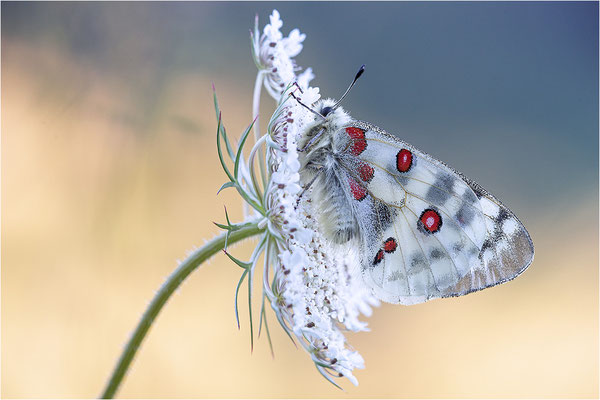 Roter Apollo (Parnassius apollo nivatus), Frankreich, Dep. Jura