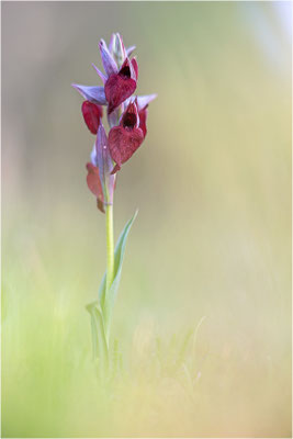 Herzförmiger Zungenstendel (Serapias cordigera), Frankreich, Var