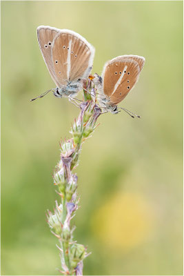 Weißdolch-Bläuling (Polyommatus damon), Paarung, Schweiz, Wallis