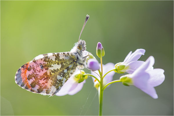 Aurorafalter (Anthocharis cardamines), Männchen, Deutschland, Baden-Württemberg