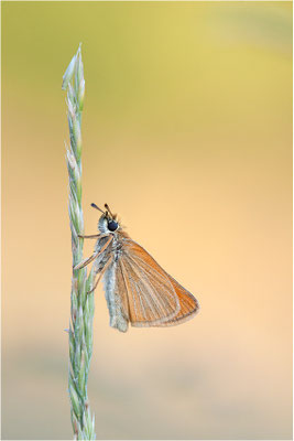 Schwarzkolbiger Braun-Dickkopffalter (Thymelicus lineola), Frankreich, Ardèche