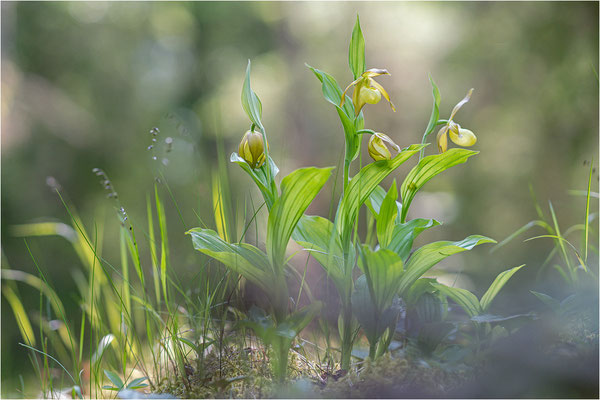 Gelber Frauenschuh (Cypripedium calceolus), Schweden, Jämtlands län