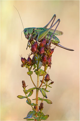 Warzenbeißer (Decticus verrucivorus), Weibchen, Värmland, Schweden