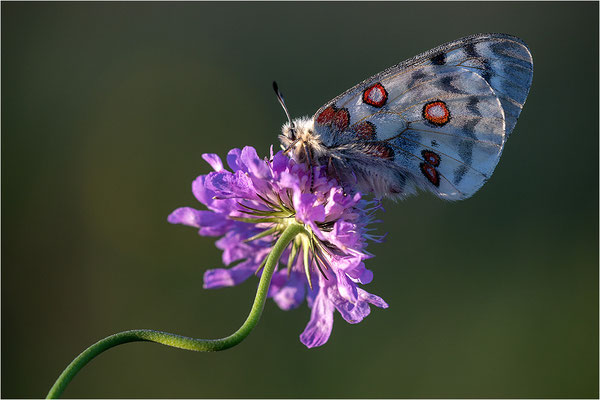Roter Apollo (Parnassius apollo nivatus), Frankreich, Dep. Jura