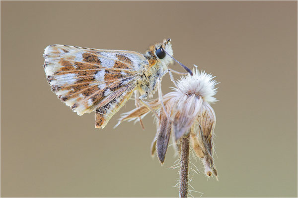 Roter Würfel-Dickkopffalter (Spialia sertorius), Frankreich, Savoie