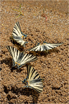 Segelfalter (Iphiclides podalirius), Frankreich, Ardèche