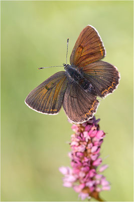 Lilagold-Feuerfalter (Lycaena hippothoe eurydame), Weibchen, Italien, Region Aostatal, 2100m