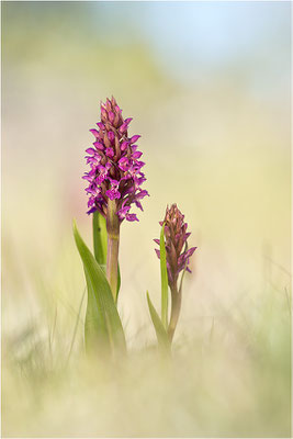 Fleischfarbene Fingerwurz (Dactylorhiza incarnata), Schweden, Gotland