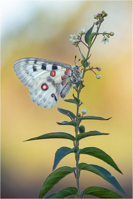 Roter Apollo (Parnassius apollo linnei), Schweden, Gotland