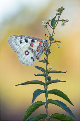 Roter Apollo (Parnassius apollo linnei), Schweden, Gotland
