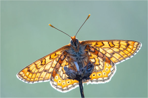 Goldener Scheckenfalter (Euphydryas aurinia), Frankreich, Ardèche
