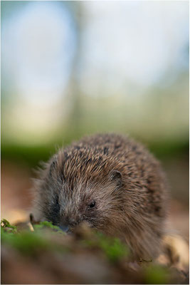 Braunbrustigel (Erinaceus europaeus), Deutschland, Baden-Württemberg