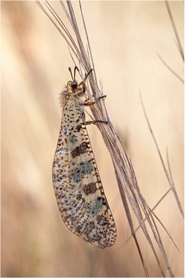 Libellenähnliche Ameisenjungfer (Palpares libelluloides), Frankreich, Ardèche