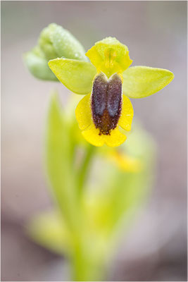 Ophrys lutea