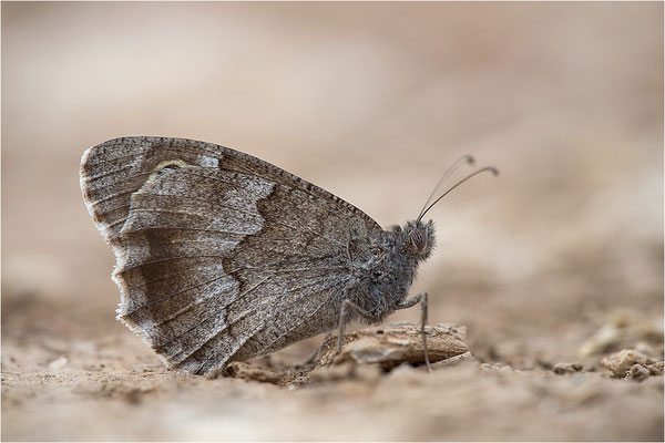 Eisenfarbiger Samtfalter (Hipparchia statilinus), Frankreich, Dep. Drôme