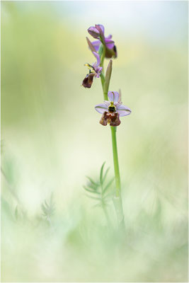 Ophrys morisii x neglecta