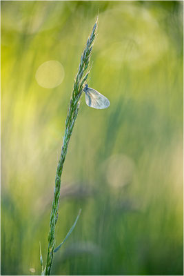 Tintenfleck-Weißling (Leptidea sinapis bzw. juvernica), Deutschland, Baden-Württemberg