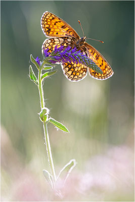 Wachtelweizen-Scheckenfalter (Melitaea athalia), Schweiz, Kanton Tessin, 1600m