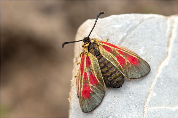 Alpen-Widderchen (Zygaena exulans), Weibchen, Frankreich, Dep. Var