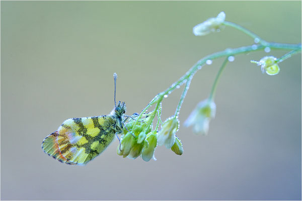 Gelber Aurorafalter (Anthocharis euphenoides), Frankreich, Ardèche