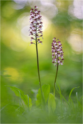 Purpur-Knabenkraut (Orchis purpurea), Deutschland, Baden-Württemberg