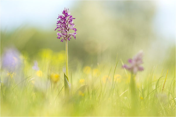 Helm-Knabenkraut (Orchis militaris), Deutschland, Baden-Württemberg