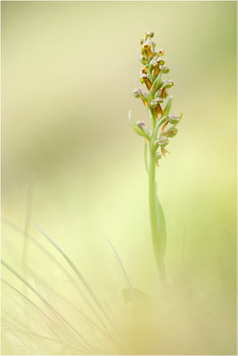 Grüne Hohlzunge (Coeloglossum viride), Schweiz, Oberwallis