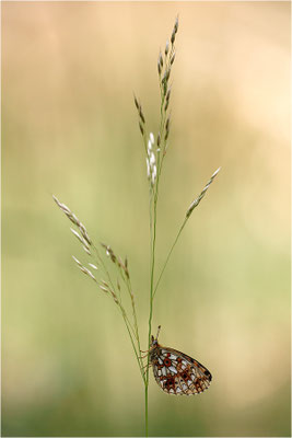 Braunfleckiger Perlmutterfalter (Boloria selene), Deutschland, Brandenburg