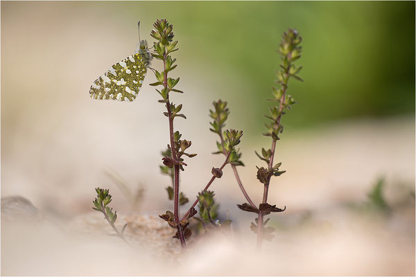 Westlicher Gesprenkelter Weißling (Euchloe crameri), Frankreich, Ardèche