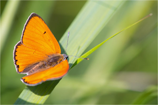 Großer Feuerfalter (Lycaena dispar), Männchen, Deutschland, Baden-Württemberg