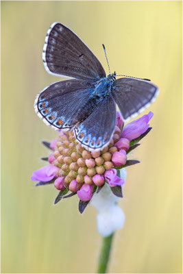 Himmelblauer Bläuling (Polyommatus bellargus f. cerones), Weibchen, Deutschland, Baden-Württemberg